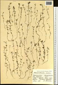 Chaenorhinum minus (L.) Lange, Siberia, Russian Far East (S6) (Russia)