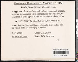 Pohlia filum (Schimp.) Mårtensson, Bryophytes, Bryophytes - Russian Far East (excl. Chukotka & Kamchatka) (B20) (Russia)