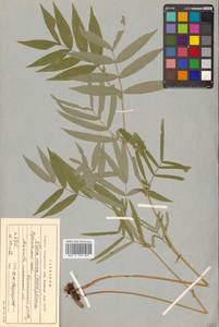 Vicia venosa (Willd. ex Link) Maxim., Siberia, Russian Far East (S6) (Russia)