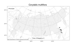 Corydalis multiflora Mikhailova, Atlas of the Russian Flora (FLORUS) (Russia)
