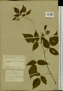Rubus idaeus L., Siberia, Altai & Sayany Mountains (S2) (Russia)