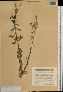 Rorippa barbareifolia (DC.) Kitag., Siberia, Russian Far East (S6) (Russia)
