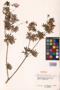 Geranium sanguineum L., Eastern Europe, Central forest-and-steppe region (E6) (Russia)