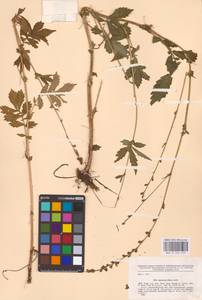 Agrimonia pilosa Ledeb., Eastern Europe, Eastern region (E10) (Russia)