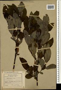 Salix caucasica N. J. Anderss., Caucasus, Abkhazia (K4a) (Abkhazia)