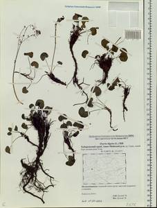 Oxyria digyna (L.) Hill, Siberia, Russian Far East (S6) (Russia)