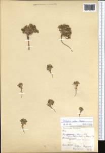 Dilophia salsa Thomson, Middle Asia, Northern & Central Tian Shan (M4) (Kyrgyzstan)