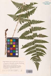 Dryopteris carthusiana (Vill.) H.P.Fuchs, Eastern Europe, Central forest-and-steppe region (E6) (Russia)