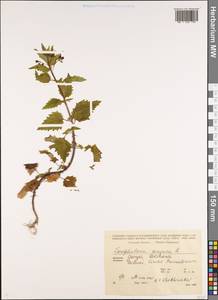 Scrophularia peregrina L., Caucasus, Georgia (K4) (Georgia)