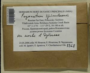 Pogonatum spinulosum Mitt., Bryophytes, Bryophytes - Russian Far East (excl. Chukotka & Kamchatka) (B20) (Russia)