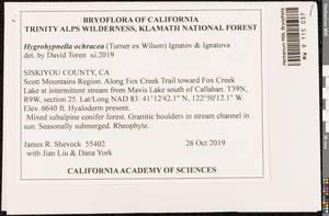 Hygrohypnella ochracea (Turner ex Wilson) Ignatov & Ignatova, Bryophytes, Bryophytes - America (BAm) (United States)