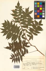 Sorbaria sorbifolia (L.) A. Braun, Siberia, Russian Far East (S6) (Russia)