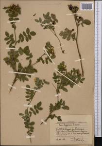 Rosa beggeriana Schrenk, Middle Asia, Western Tian Shan & Karatau (M3) (Uzbekistan)