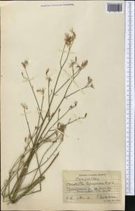Chondrilla leiosperma Kar. & Kir., Middle Asia, Pamir & Pamiro-Alai (M2) (Tajikistan)