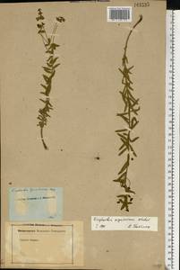 Euphorbia seguieriana Neck., Eastern Europe, Rostov Oblast (E12a) (Russia)