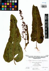 Rumex aquaticus L., Siberia, Baikal & Transbaikal region (S4) (Russia)