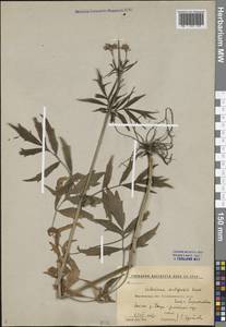 Valeriana wolgensis Kazak., Eastern Europe, Central forest-and-steppe region (E6) (Russia)