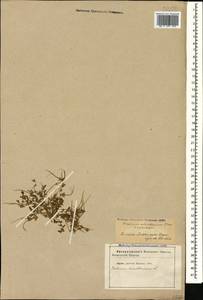 Erodium cicutarium (L.) L'Hér., Caucasus, Azerbaijan (K6) (Azerbaijan)