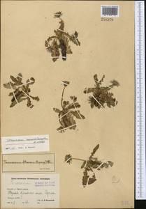 Taraxacum monochlamydeum Hand.-Mazz., Middle Asia, Pamir & Pamiro-Alai (M2) (Uzbekistan)