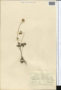 Anemone petiolulosa Juz., Middle Asia, Syr-Darian deserts & Kyzylkum (M7) (Kazakhstan)