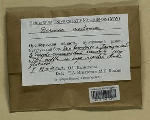 Orthodicranum montanum (Hedw.) Loeske, Bryophytes, Bryophytes - South Urals (B14) (Russia)