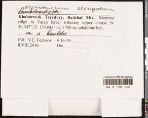 Niphotrichum elongatum (Ehrh. ex Frisvoll) Bedn.-Ochyra & Ochyra, Bryophytes, Bryophytes - Russian Far East (excl. Chukotka & Kamchatka) (B20) (Russia)