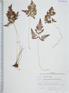 Gymnocarpium jessoense (Koidz.) Koidz., Siberia, Russian Far East (S6) (Russia)