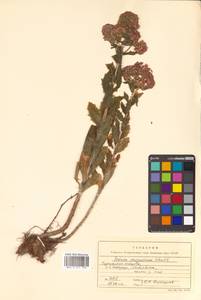 Hylotelephium telephium (L.) H. Ohba, Siberia, Russian Far East (S6) (Russia)