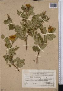 Rosa beggeriana Schrenk, Middle Asia, Muyunkumy, Balkhash & Betpak-Dala (M9) (Kazakhstan)