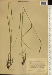 Elymus mutabilis (Drobow) Tzvelev, Siberia, Yakutia (S5) (Russia)