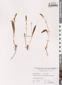 Platanthera tipuloides (L.f.) Lindl., Siberia, Chukotka & Kamchatka (S7) (Russia)