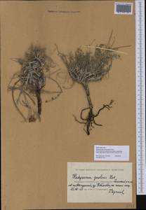 Hedysarum cretaceum DC., Middle Asia, Caspian Ustyurt & Northern Aralia (M8) (Kazakhstan)