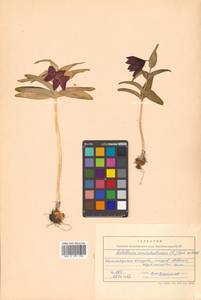 Fritillaria camschatcensis (L.) Ker Gawl., Siberia, Chukotka & Kamchatka (S7) (Russia)
