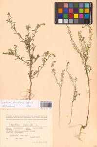 Lepidium densiflorum Schrad., Eastern Europe, North-Western region (E2) (Russia)