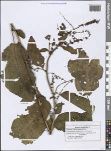 Rumex obtusifolius L., Eastern Europe, Middle Volga region (E8) (Russia)