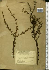 Larix sibirica Ledeb., Eastern Europe, Volga-Kama region (E7) (Russia)