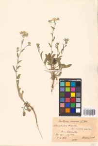 Berteroa incana (L.) DC., Eastern Europe, Moscow region (E4a) (Russia)