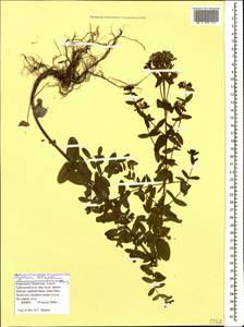 Hypericum tetrapterum, Caucasus, Stavropol Krai, Karachay-Cherkessia & Kabardino-Balkaria (K1b) (Russia)