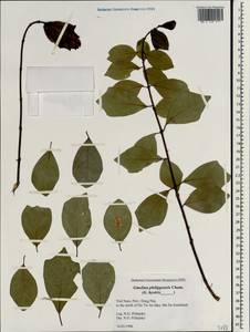 Gmelina philippensis Cham., South Asia, South Asia (Asia outside ex-Soviet states and Mongolia) (ASIA) (Vietnam)