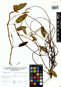 Persicaria amphibia (L.) Gray, Siberia, Baikal & Transbaikal region (S4) (Russia)