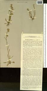Erigeron lonchophyllus Hook., Siberia, Altai & Sayany Mountains (S2) (Russia)