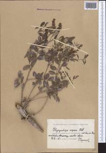 Glycyrrhiza aspera Pall., Middle Asia, Caspian Ustyurt & Northern Aralia (M8) (Kazakhstan)