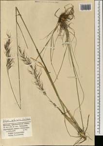 Achnatherum sibiricum (L.) Keng ex Tzvelev, Mongolia (MONG) (Mongolia)