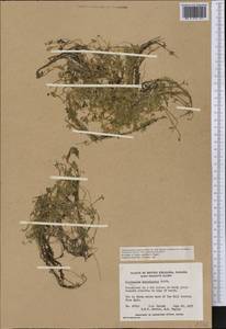 Ranunculus hyperboreus Rottb., America (AMER) (Canada)