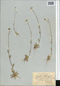 Draba nemorosa L., Middle Asia, Northern & Central Tian Shan (M4) (Kyrgyzstan)