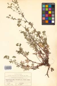 Potentilla argentea L., Siberia, Russian Far East (S6) (Russia)