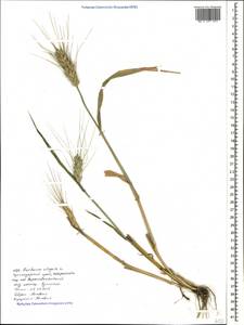 Hordeum vulgare L., Caucasus, Black Sea Shore (from Novorossiysk to Adler) (K3) (Russia)
