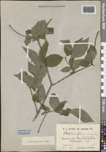 Philadelphus coronarius L., Caucasus, Krasnodar Krai & Adygea (K1a) (Russia)