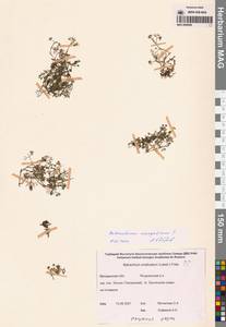 Ranunculus mongolicus (Krylov) Serg., Siberia, Chukotka & Kamchatka (S7) (Russia)
