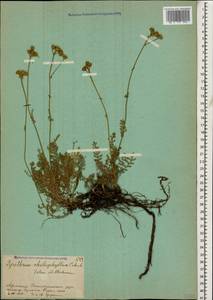 Tanacetum aureum (Lam.) Greuter, M. V. Agab. & Wagenitz, Caucasus, Armenia (K5) (Armenia)